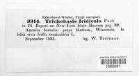 Trichobasis iridicola image